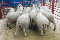 First prize Scotch Mule